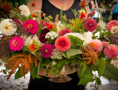 Young Family Farm Dahlia Festival 2020