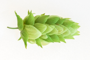 Cascade Hops